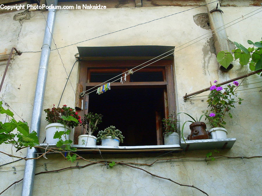 Plant, Potted Plant, Balcony, Pot, Pottery, Blossom, Flora