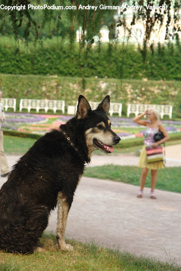 Animal, Canine, Dog, German Shepherd, Mammal, Pet, Plant