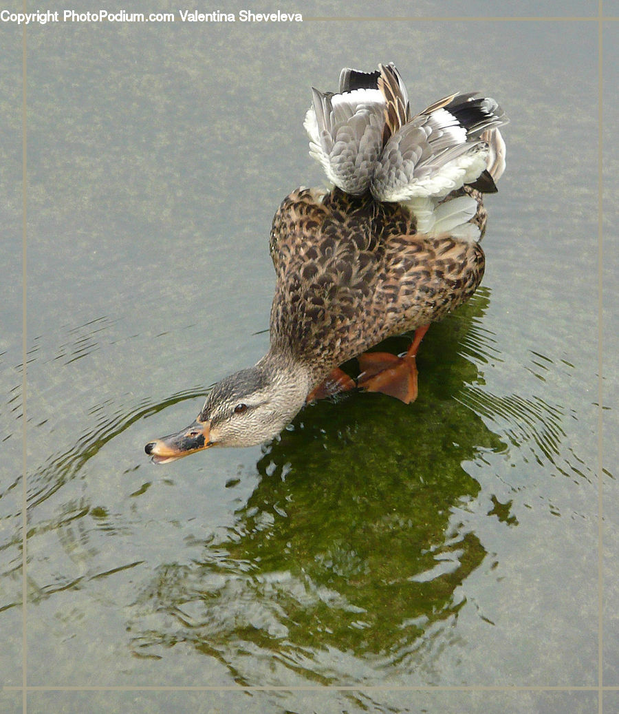 Bird, Duck, Teal, Waterfowl, Eating, Accessories, Beak