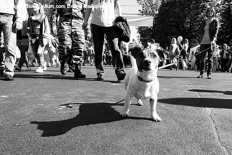 People, Person, Human, Animal, Leisure Activities, Walking, Shorts