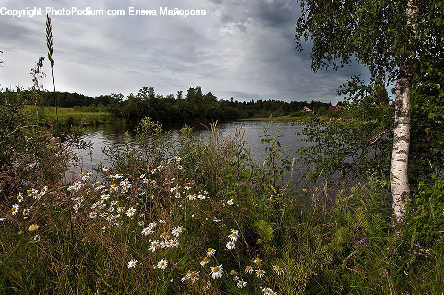 Land, Marsh, Pond, Swamp, Water, Plant, Vegetation