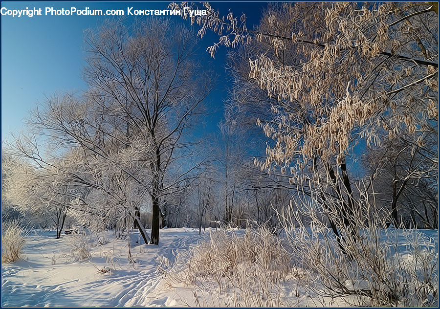 Frost, Ice, Outdoors, Snow, Birch, Tree, Wood