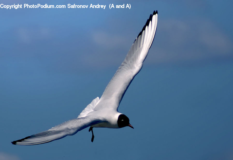 Bird, Booby, Crane Bird, Heron, Seagull, Flying, Beak