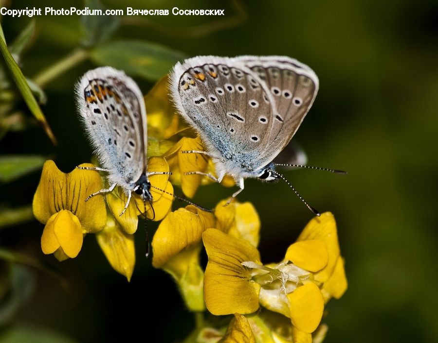 Butterfly, Insect, Invertebrate, Flora, Pollen, Blossom, Flower