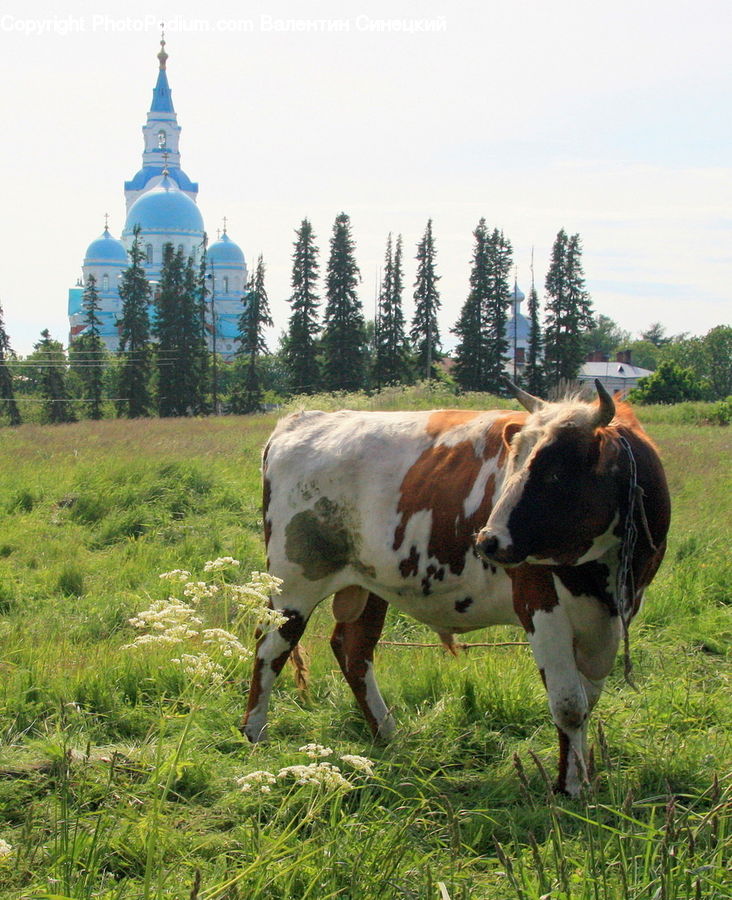 Architecture, Tower, Animal, Cattle, Cow, Dairy Cow, Mammal