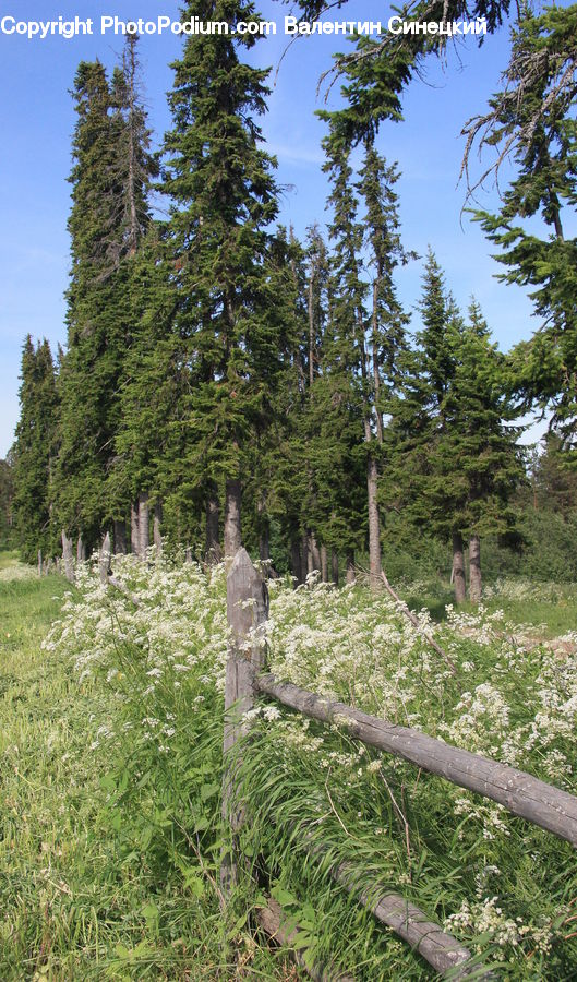 Conifer, Fir, Spruce, Wood, Plant, Tree, Forest