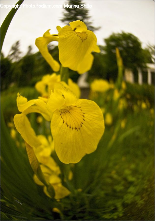 Blossom, Daffodil, Flora, Flower, Plant, Geranium, Floral Design