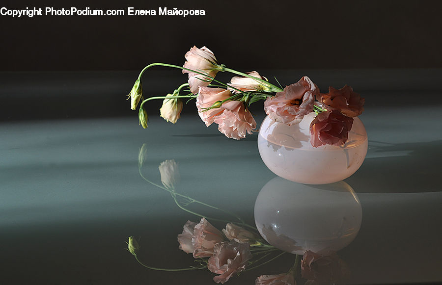 Flora, Flower, Gladiolus, Plant, Potted Plant, Flower Arrangement, Ikebana