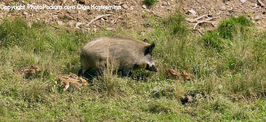 Field, Grass, Grassland, Plant, Animal, Boar, Hog