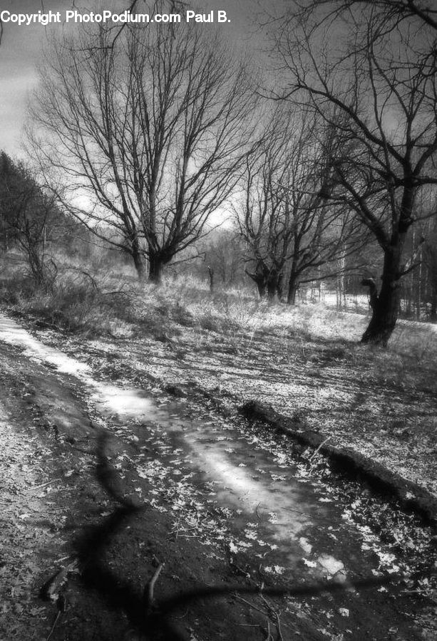 Forest, Grove, Land, Plant, Tree, Oak, Wood