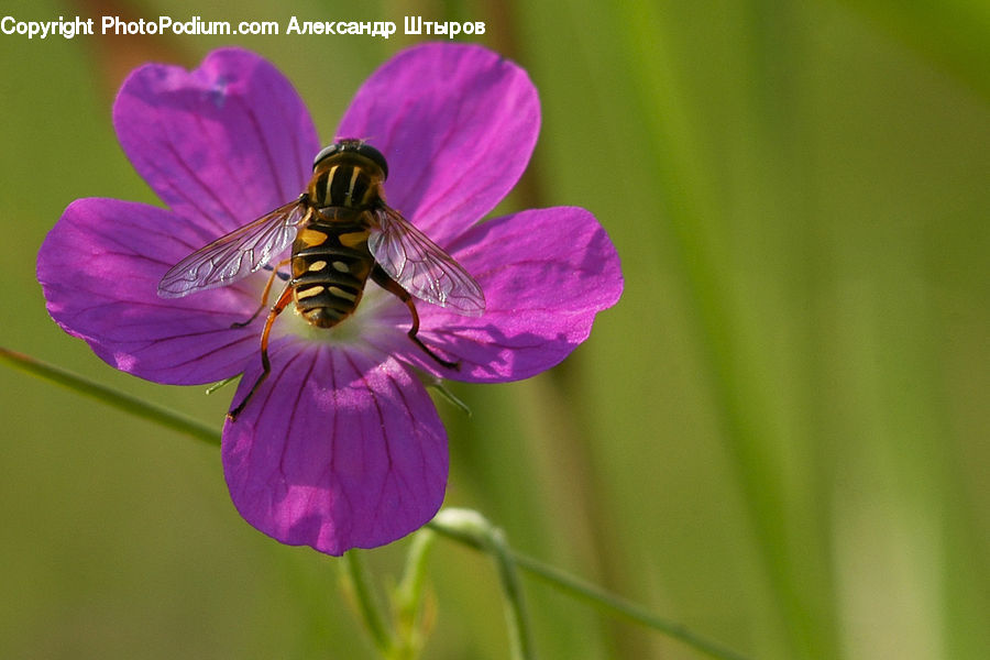 Bee, Insect, Invertebrate, Bumblebee, Honey Bee, Blossom, Flora