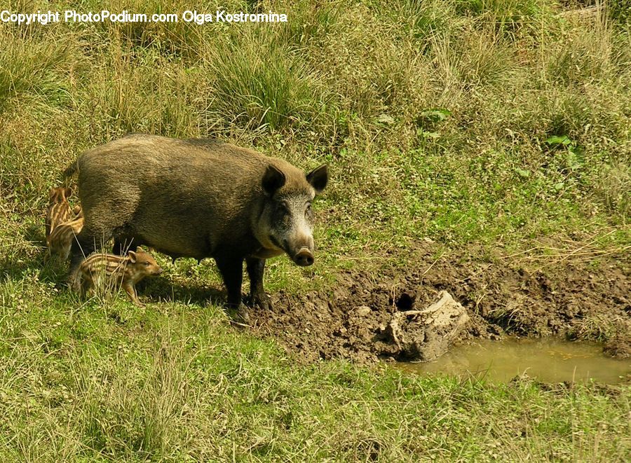 Animal, Boar, Hog, Mammal, Pig, Warthog