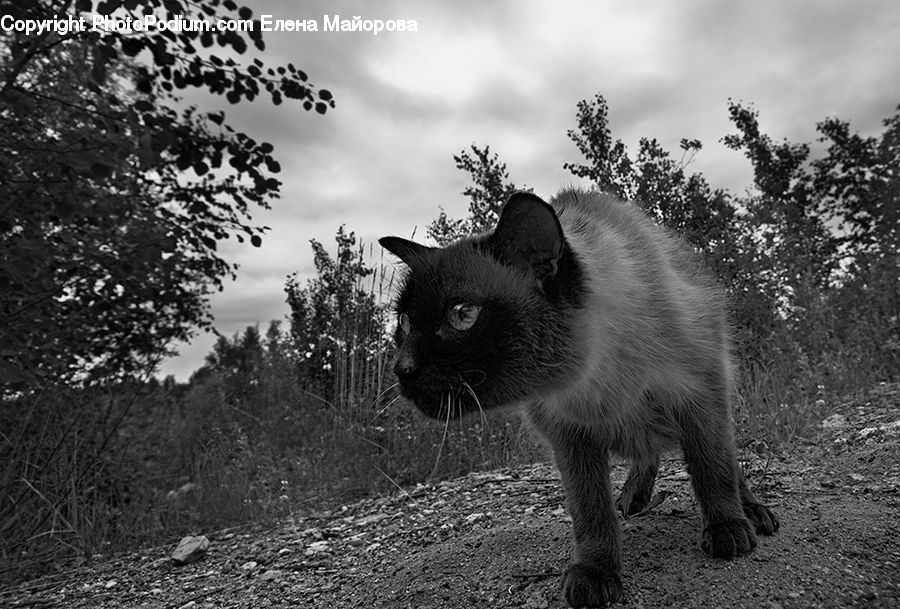 Animal, Mammal, Raccoon, Conifer, Fir, Pine, Plant