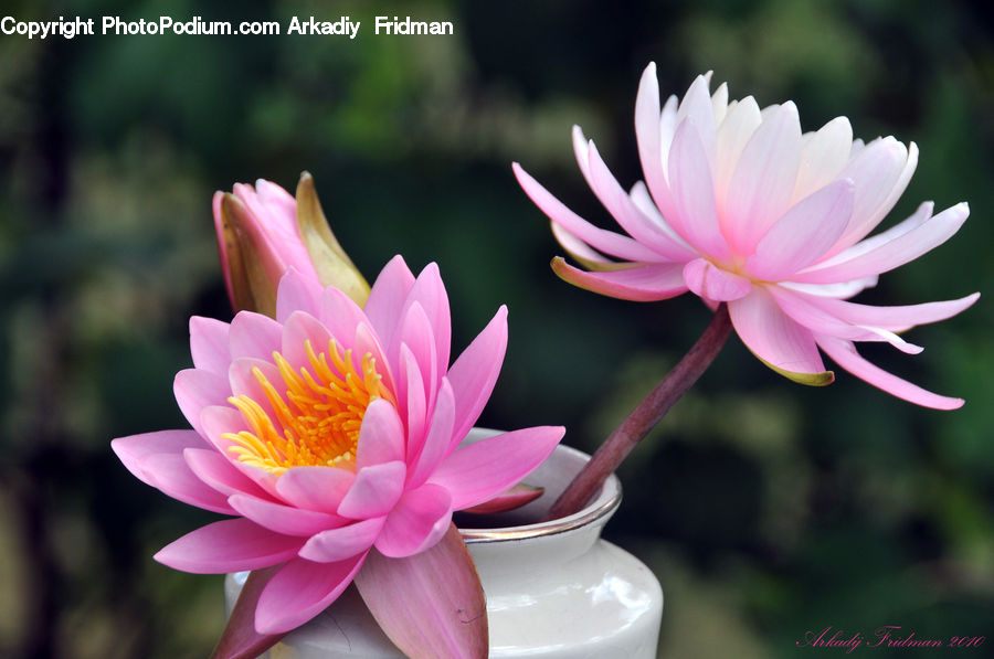 Blossom, Dahlia, Flora, Flower, Plant, Petal, Lily