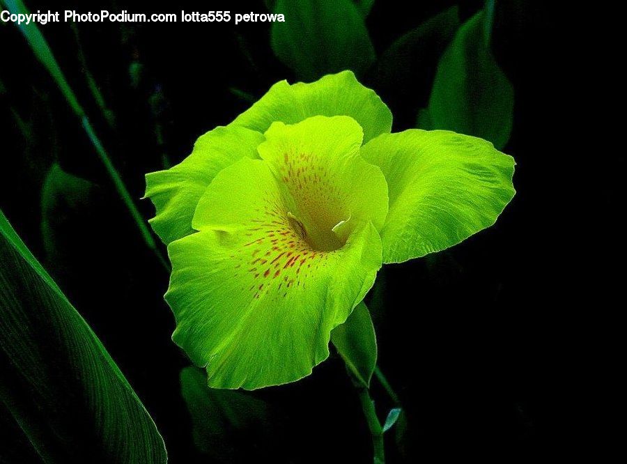 Flora, Flower, Gladiolus, Plant, Blossom, Daffodil, Araceae