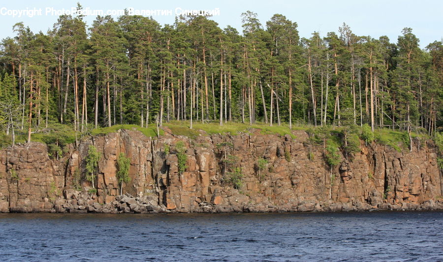 Conifer, Fir, Plant, Tree, Forest, Vegetation, Soil