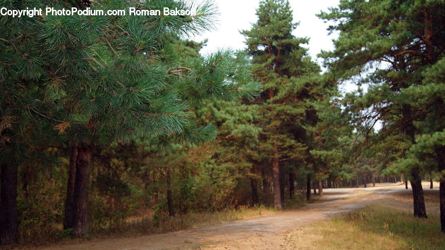 Conifer, Fir, Plant, Tree, Pine, Spruce, Wood