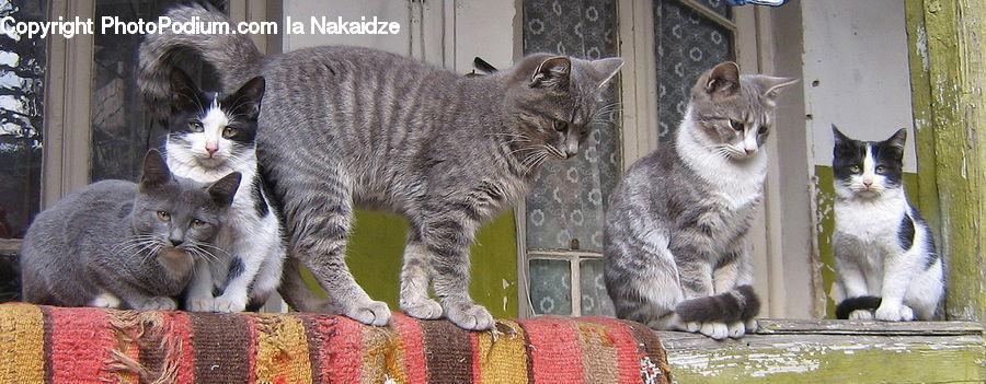 Abyssinian, Animal, Cat, Mammal, Pet, Kitten, Adorable