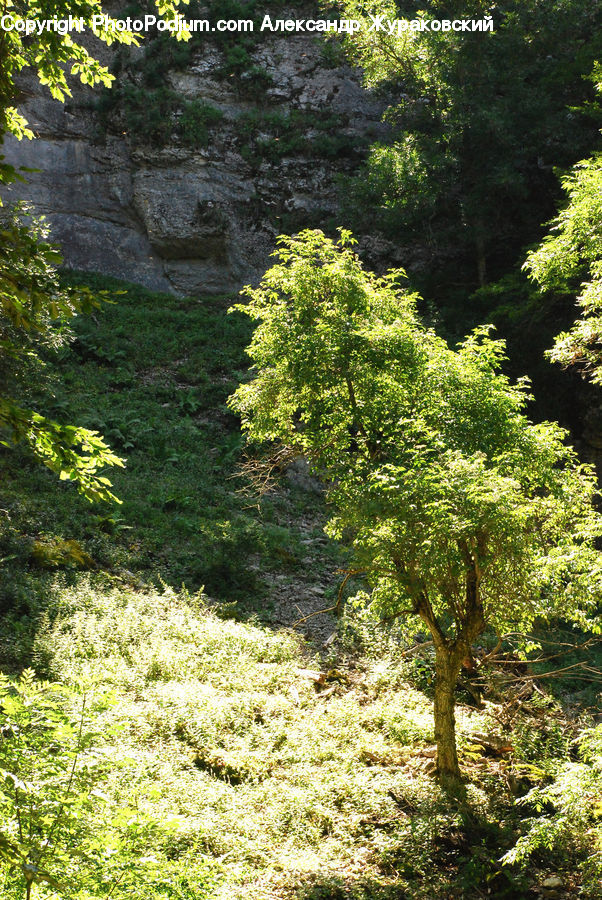 Conifer, Fir, Plant, Tree, Forest, Grove, Land