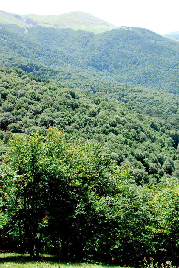 Plant, Vegetation, Forest, Jungle, Countryside, Hill, Outdoors