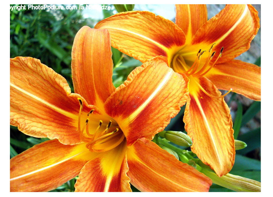 Flora, Flower, Lily, Plant, Blossom, Geranium, Crocus