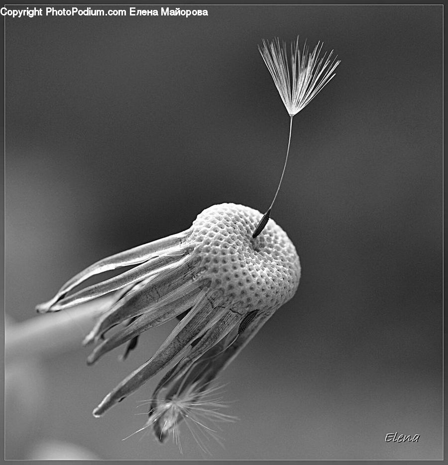 Grain, Seed, Blossom, Flora, Flower, Plant, Asteraceae