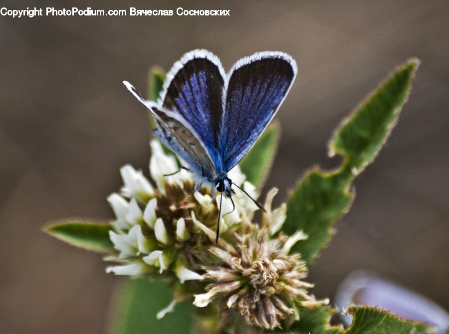 Butterfly, Insect, Invertebrate, Flower, Lupin, Plant, Asteraceae
