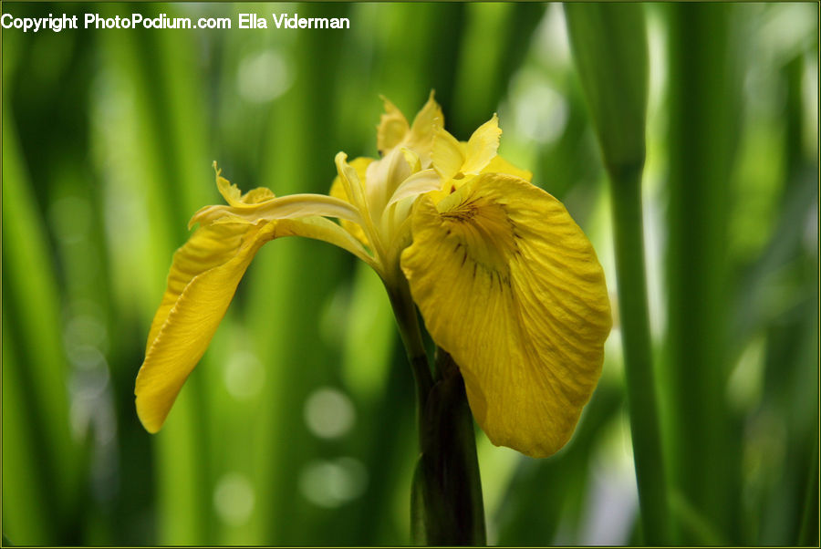 Flora, Flower, Iris, Plant, Gladiolus, Blossom, Daffodil