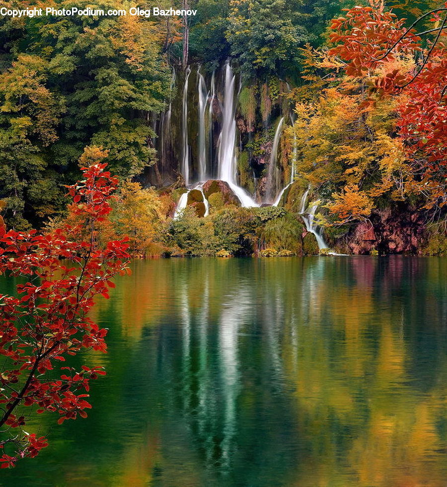 Outdoors, Pond, Water, Creek, River, Forest, Jungle
