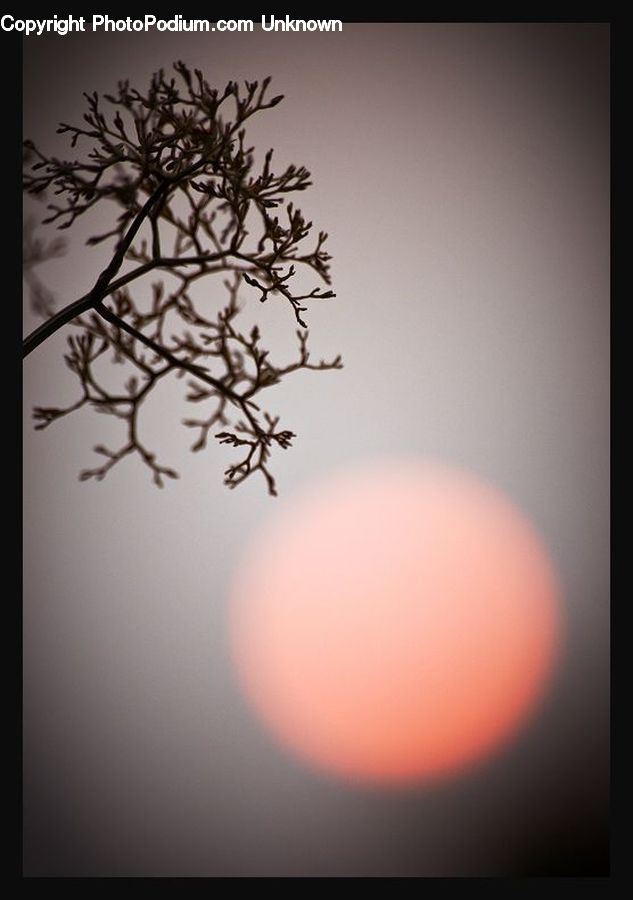 Plant, Tree
