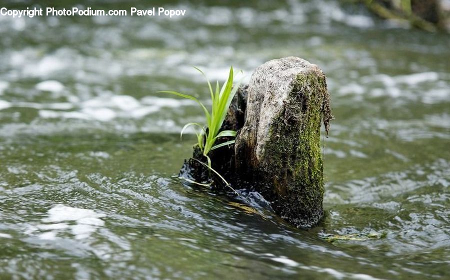 Plant, Potted Plant, Water, Blossom, Flora, Flower, Vegetation