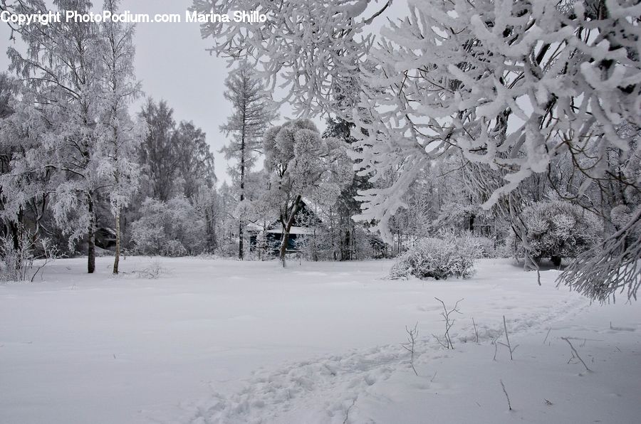 Ice, Outdoors, Snow, Forest, Vegetation, Conifer, Fir