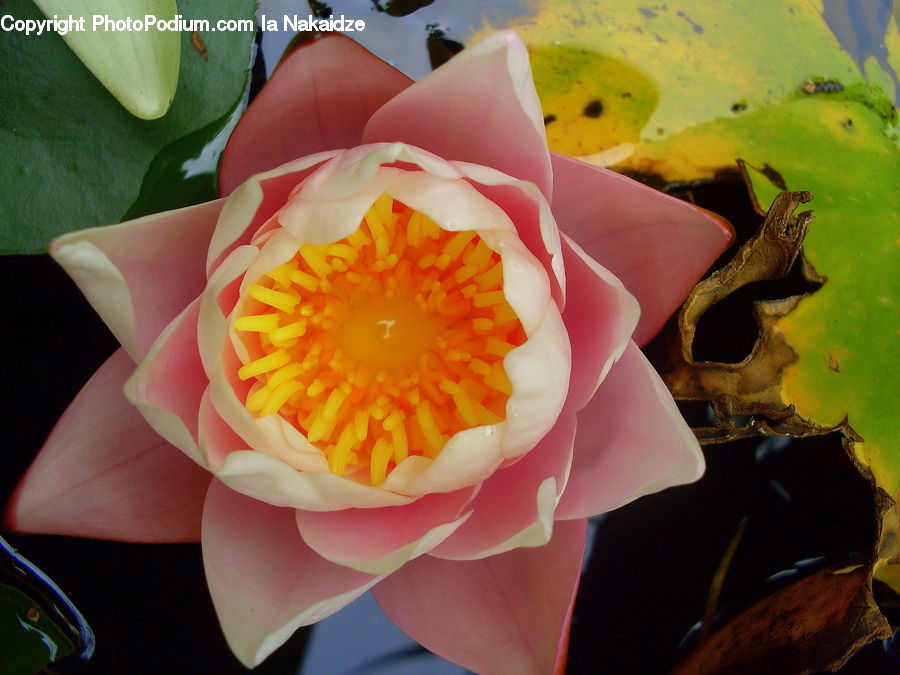 Flower, Lily, Plant, Pond Lily, Amphibian, Wildlife, Cactus