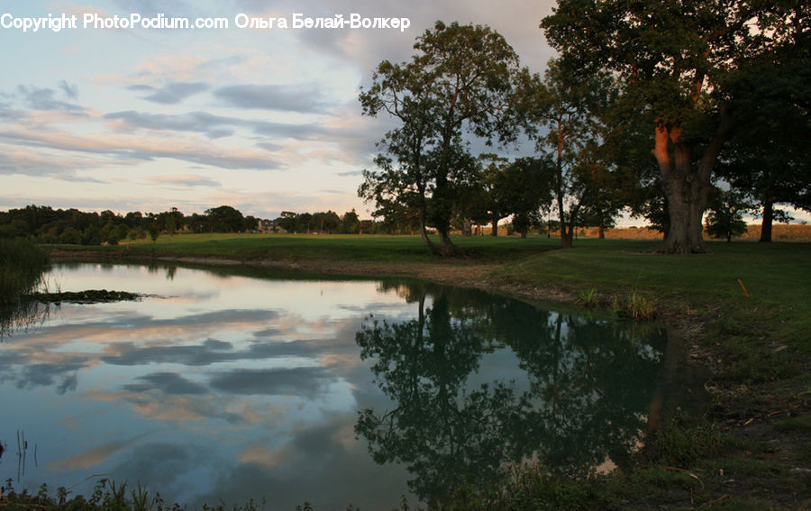 Plant, Potted Plant, Outdoors, Pond, Water, Dawn, Dusk