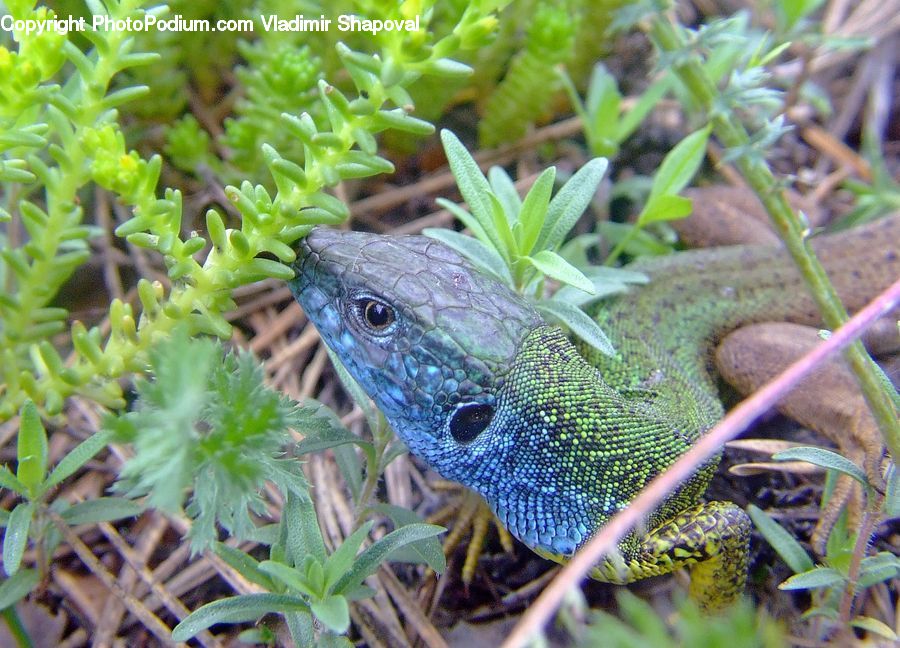 Iguana, Lizard, Reptile, Herbal, Herbs, Plant, Planter