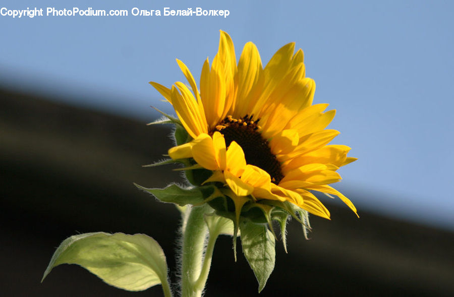 Blossom, Flora, Flower, Plant, Sunflower, Daisies, Daisy