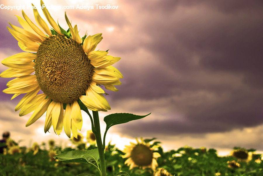 Blossom, Flora, Flower, Plant, Sunflower, Field, Grass