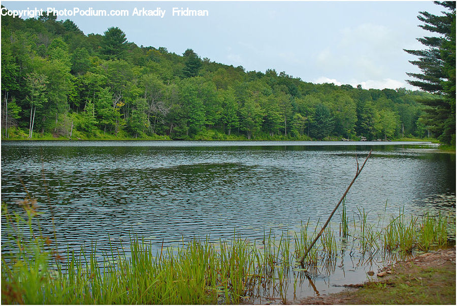 Outdoors, Pond, Water, Field, Grass, Grassland, Plant