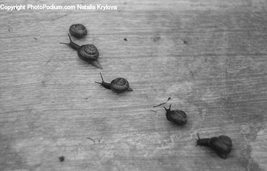 Ant, Insect, Invertebrate, Snail, Animal, Bunny, Mammal