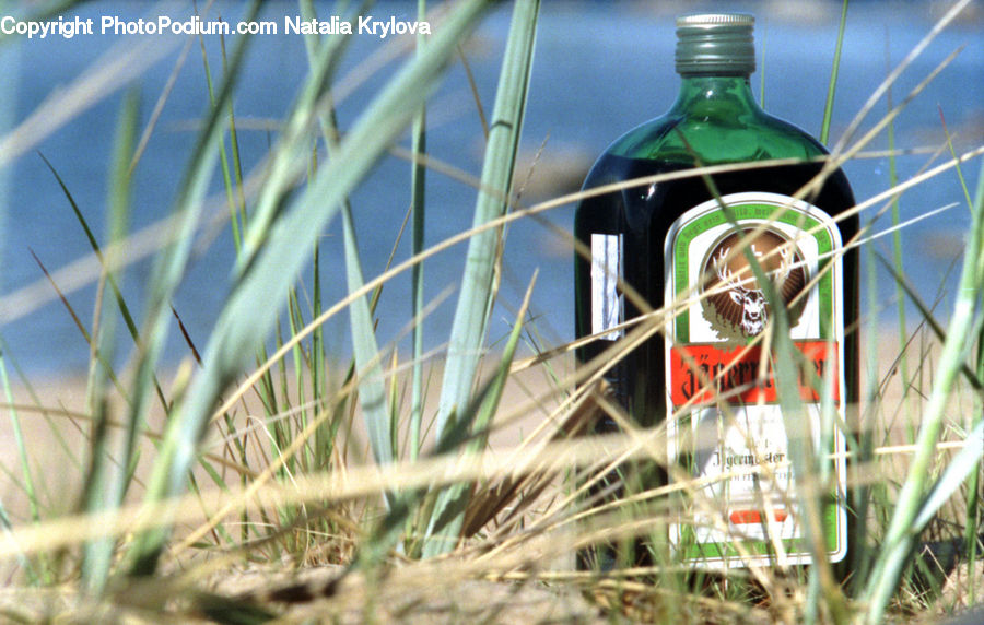 Bottle, Field, Grass, Grassland, Plant, Blossom, Flora