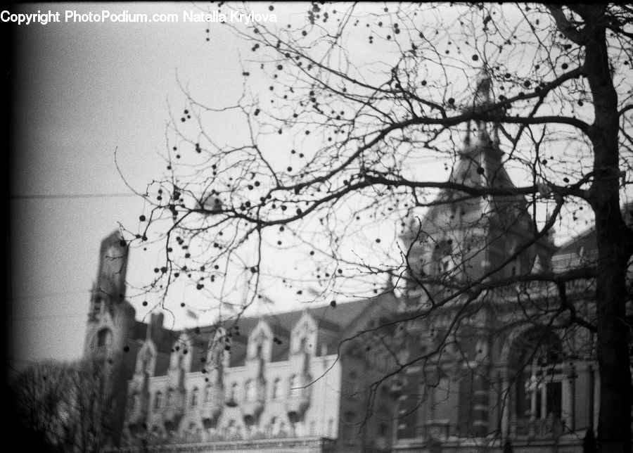 Plant, Tree, Ivy, Vine, City, Downtown, Urban