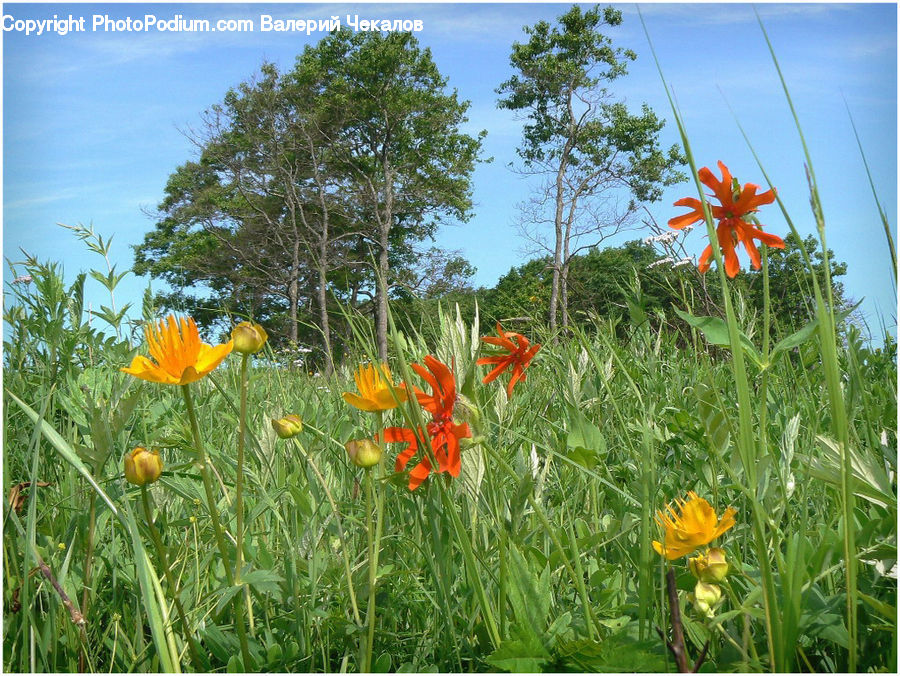 Cosmos, Blossom, Flora, Flower, Plant, Poppy, Iris