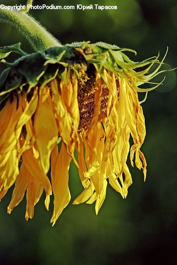 Blossom, Flora, Flower, Plant, Sunflower, Asteraceae, Petal