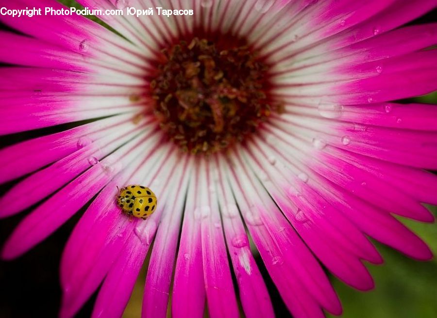 Blossom, Flora, Flower, Plant, Daisies, Daisy, Petal