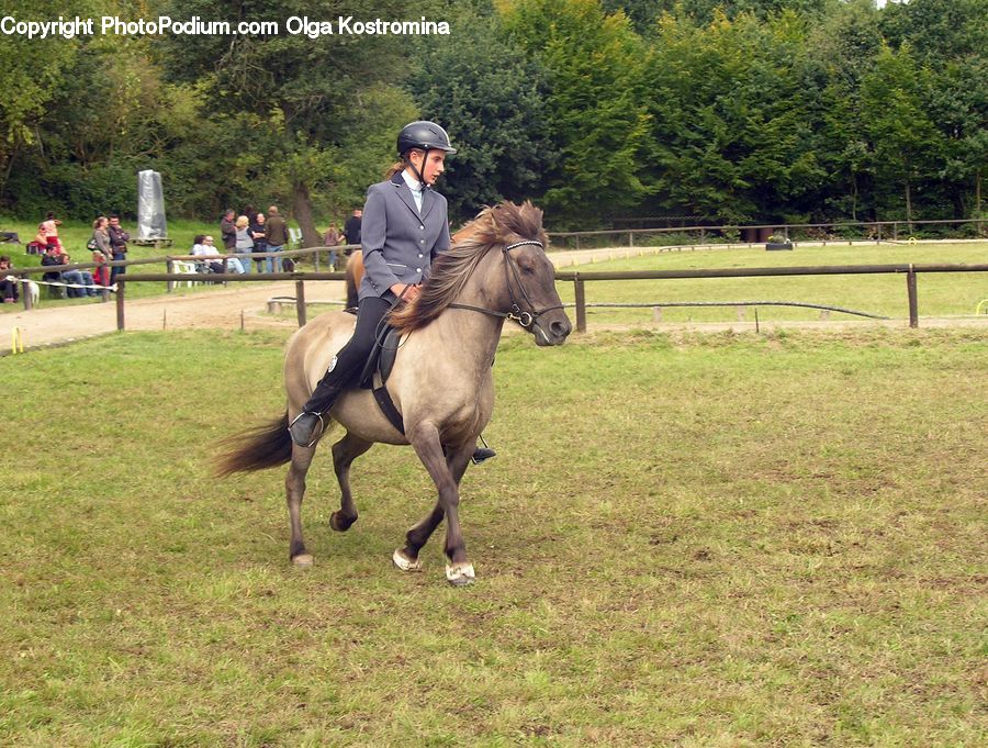 People, Person, Human, Animal, Equestrian, Horse, Mammal