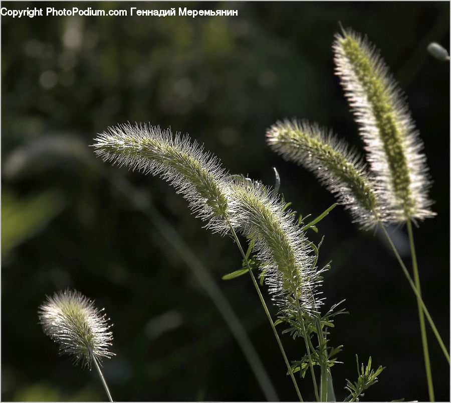 Plant, Blossom, Flora, Flower, Conifer, Fir, Tree