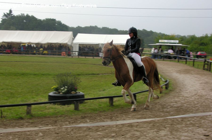 Animal, Horse, Mammal, People, Person, Human, Tent