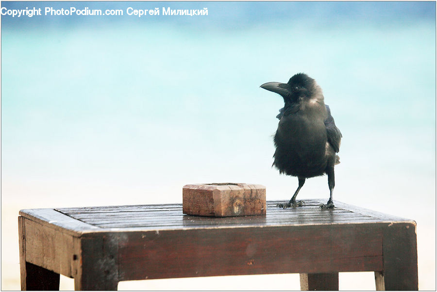 Bird, Blackbird, Crow, Box, Crate, Coffee Table, Furniture
