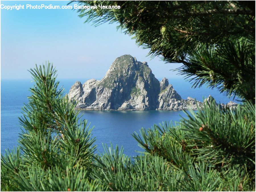 Conifer, Fir, Plant, Tree, Spruce, Wood, Pine