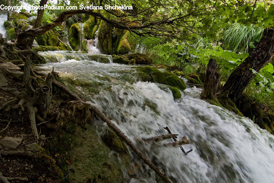 Creek, Outdoors, River, Water, Waterfall, Forest, Jungle